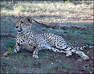 Africa 2007
